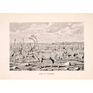  1898 Halftone Print Herd Reindeer Woodland Caribou Canada 