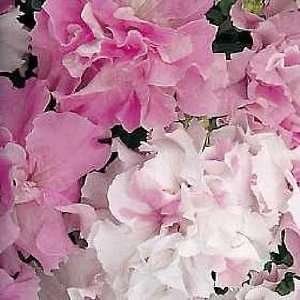    Cascade Pink Orchid Petunia 25 Seeds   Annual Patio, Lawn & Garden