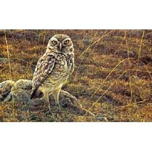  Robert Bateman   Burrowing Owl