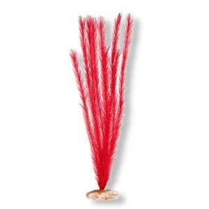   Foxtail Medium Flame Red (Catalog Category Aquarium / Plants other