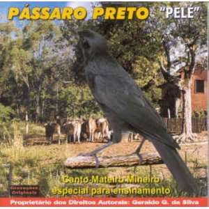  Canto dos Passaros   Passaro Preto   Pele   Canto Mateiro 