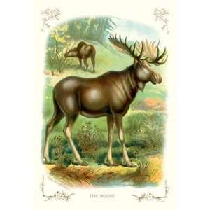 Moose   Paper Poster (18.75 x 28.5)