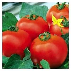   Moravi F1 Hybrid Tomato 20 Seeds   Sweet Patio, Lawn & Garden