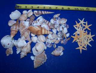 SM  LOT OF SEASHELLS sea shells &10 STAR FISH STARFISH ITEM # 149A 
