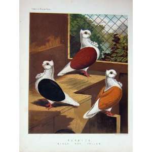    1874 Pigeon Turbits Black Red Yellow Birds Cassells