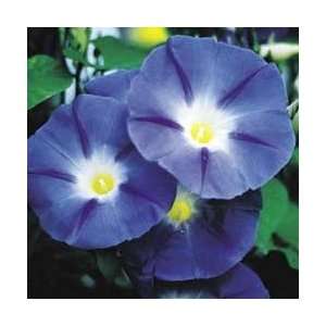 Heavenly Blue   Packet   Morning Glory Flowers 