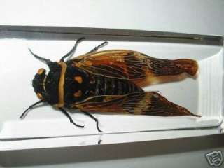 Golden Cicada (Platypleura hilpa) Insect Specimen  