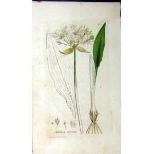  1793 Sowerby Botanical Print Allium Ursinum Plant