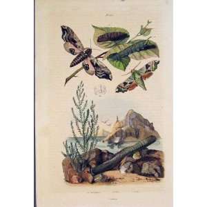   Butterflies Worm Smerinthes Solen Soude Old Print 1839