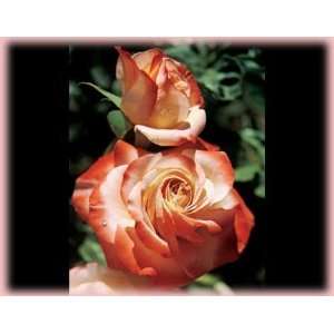   Sheer Magic (Rosa Hybrid Tea)   Bare Root Rose Patio, Lawn & Garden