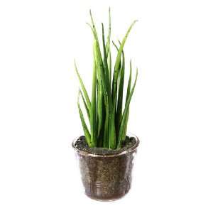  7 Mini Potted Artificial Sansevieria Cylindrica Plant in 