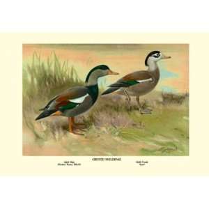  Crested Sheldrake Ducks 28X42 Canvas