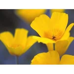  Eschscholzia Californica Golden West (California Poppy 