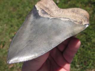   Megalodon Shark Teeth fossils with confidence from the Tooth Sleuth