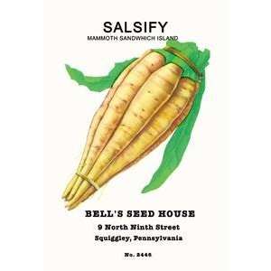  Paper poster printed on 12 x 18 stock. Salsify Mammoth 