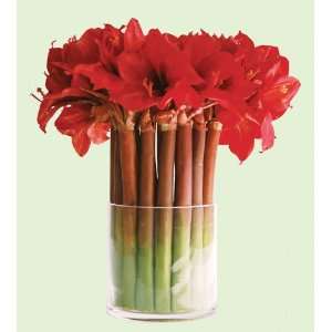  Amaryllis in Glass Cylinder Vase 15 IN. red