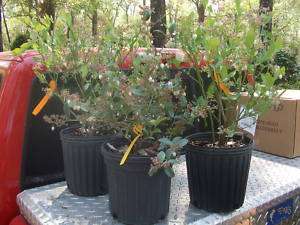 Climax Blueberry Bushes, Fruit Bearing Bush  