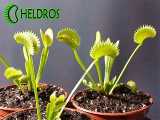 VFT Dionaea DENTATE   adult flowering stage plant RARE  