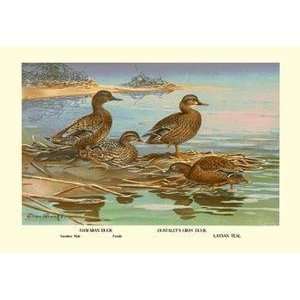  Vintage Art Hawaiian Duck and Oustalets Gray Duck   08658 