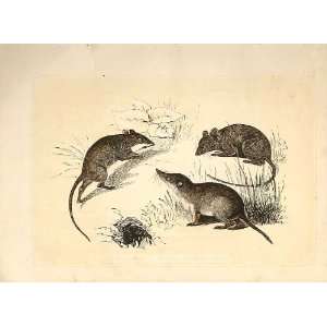  Field Mouse Shrew & Common Mouse 1860 Engraving