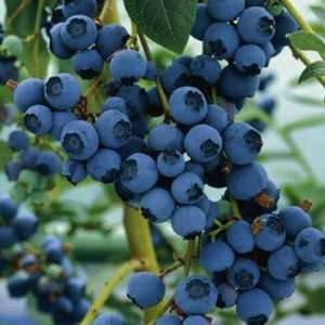   Blueray (Blueray Blueberry Bush) 1 Gallon Patio, Lawn & Garden