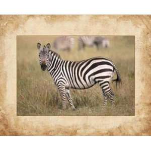 Keith Levit   Zebra Size 20x16   Poster by Keith Levit (20x16)  