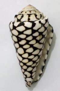 Seashell Conus Marmoreus 83 mm.  