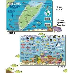  Cozumel Reef Creatures Fish ID