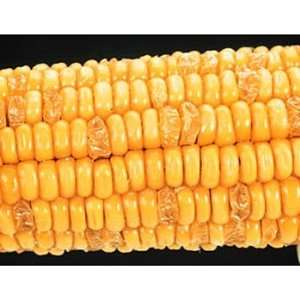 Corn Segregating Ear, Su Endosperm Alleles 31  Industrial 