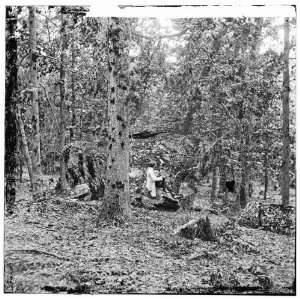  Gettysburg,Pennsylvania. Battered trees on Culps Hill 