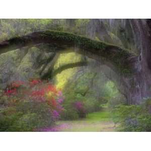 Moss Laden Live Oak Tree, Magnolia Gardens, South Carolina, USA 