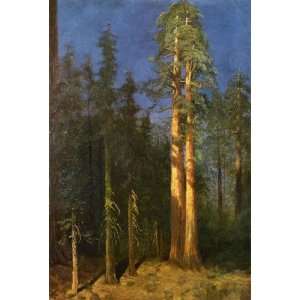   California Redwoods Albert Bierstadt Hand Painted Art