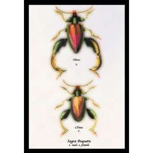  Beetle Chinese Sagra Buquetu #1 20X30 Paper with Black 