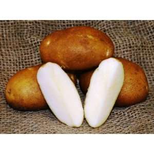  Russet Norkotah Potato 10 Mini Tubers Certified Organic 