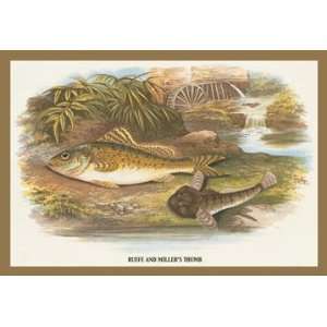  Ruffe and Millers Thumb 12x18 Giclee on canvas