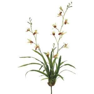  34 Dendrobium Orchid Plant w/Lvs. Green (Pack of 4)
