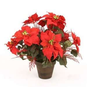  Red Poinsettia Bush