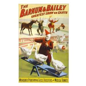  The Barnum & Bailey Performing Geese, Roosters and Musical 