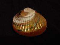 ROBERT HELD Canada Hand Made Art Glass Paperweight Shell  