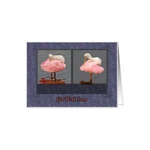  Get Well, Roseate Spoonbills Preening Card Health 