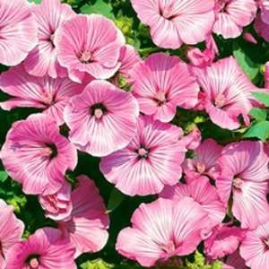  Rose Mallow  Lavatera  Tanagra  25 Seeds Patio, Lawn 