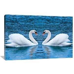  Swan Love   Gallery Wrapped Canvas   Museum Quality  Size 