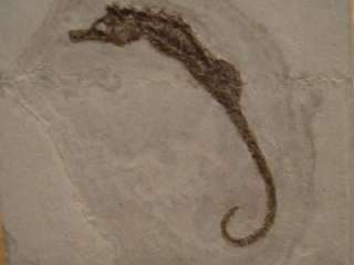 Sea Horse, Hippocampus Ramulosus, Rimini Italy  