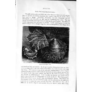  NATURAL HISTORY 1896 PEARL OYSTERS MOLLUSCS VALVE