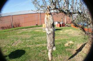 Coyote fur pelt leather wild trapper skin/hide/animal  