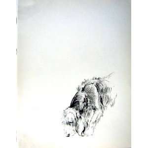  c1933 DOGS SKETCH BARKER SNIFFING PET TERRIER PUPPIES 