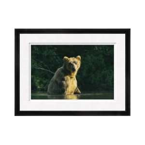  Brown Bear Sitting In Water Framed Giclee Print