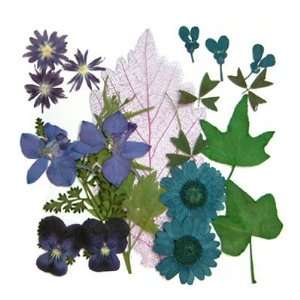  Silver J Pressed flower, natural dried mixed pack of 