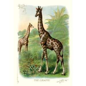  Exclusive By Buyenlarge The Giraffe 12x18 Giclee on canvas 