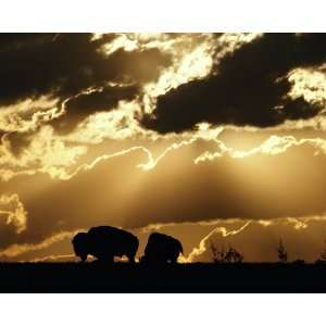   Geographic, Stately Bison, 16 x 20 Poster Print